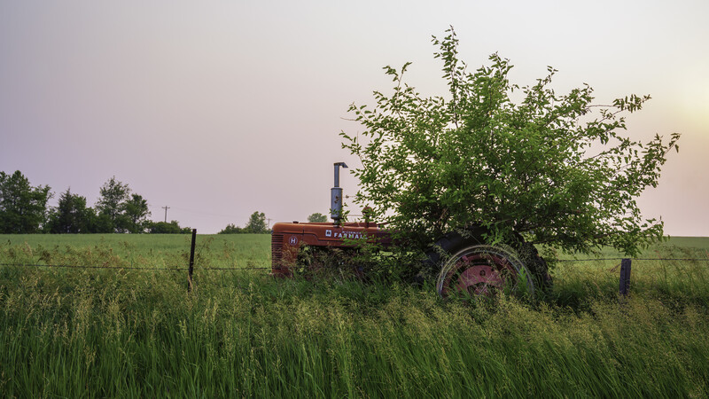 Abandoned red tractor overgrown with vegetation in a green field at golden hour.