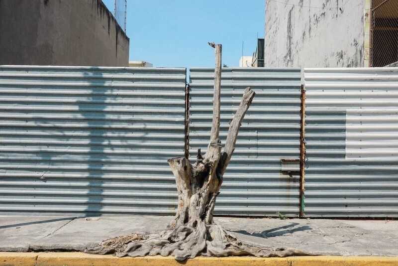 Gnarled tree stump with exposed roots standing against a corrugated metal fence under clear sky.