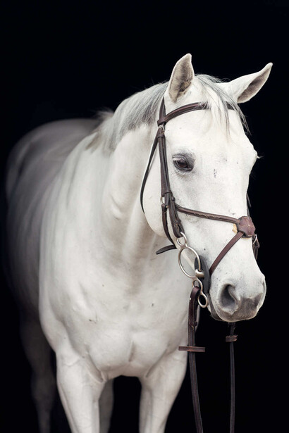 White horse wearing a dark halter and lead rope, photographed against a black background.