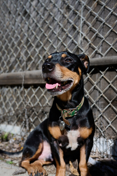 Black and tan dog sitting alert in front of chain-link fence, wearing collar and leash.