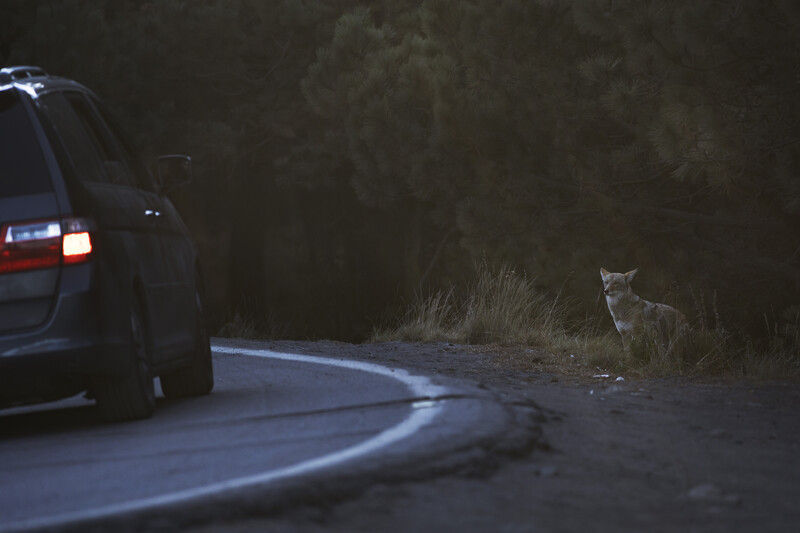 Coyote standing at the edge of a road looking at a passing car