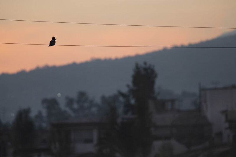 Kingfisher perched on a cable with buildings in the background