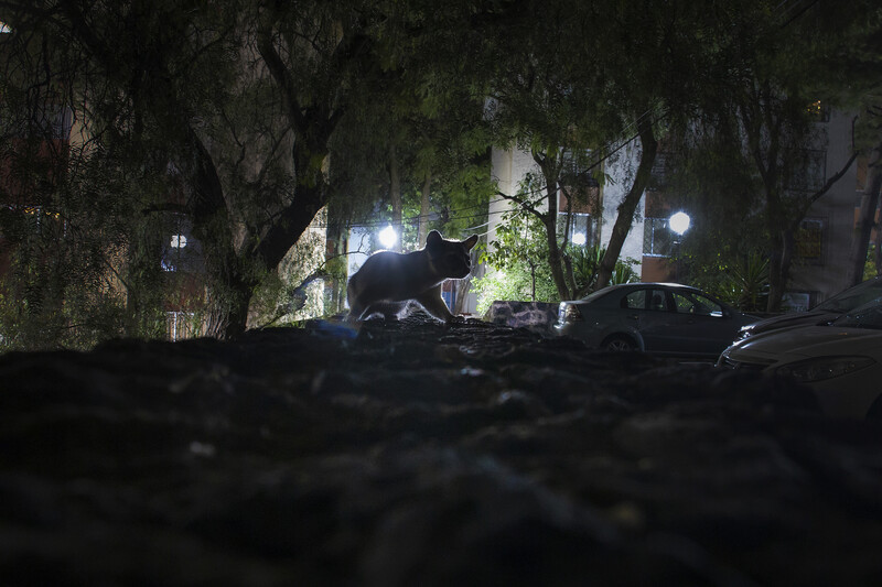 Silhoutte of a ring-tailed cat photographed at night in an urban environment