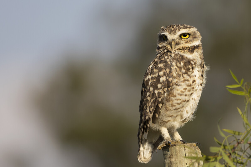Owl perched on a wooden pole