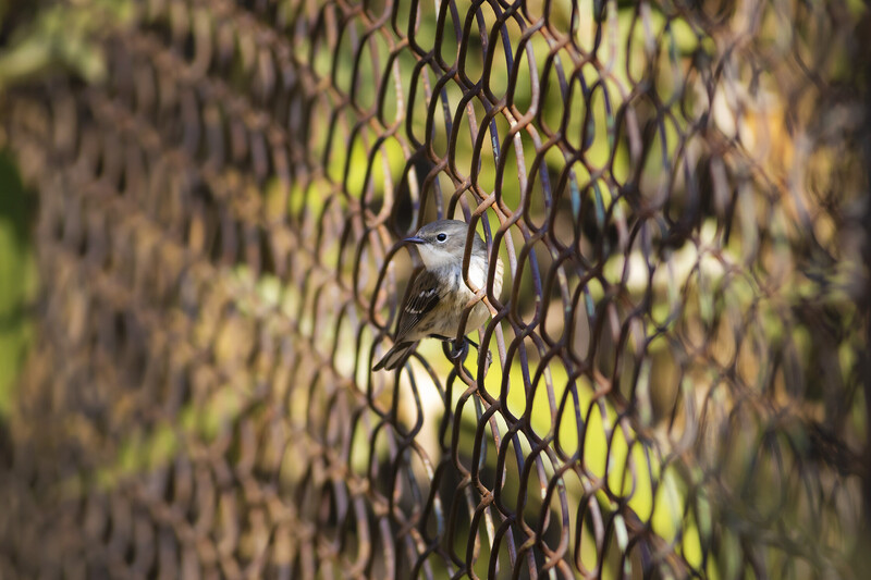 Songbird perched on a metal fence