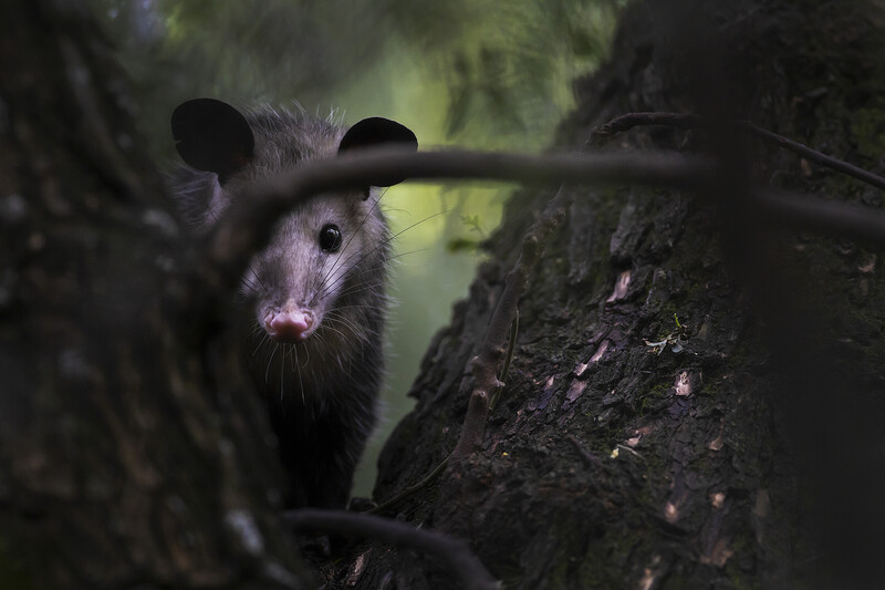 Possum standing on a tree trunk staring at the photographer