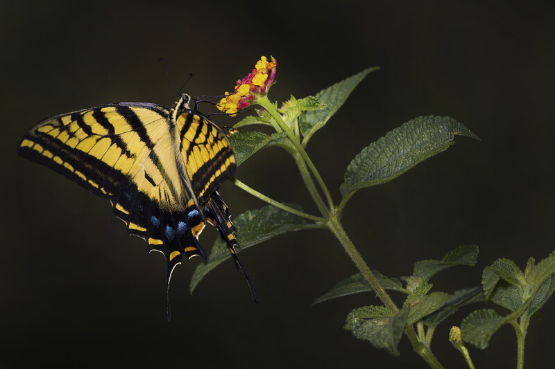 Butterfly perched on verbena flowers