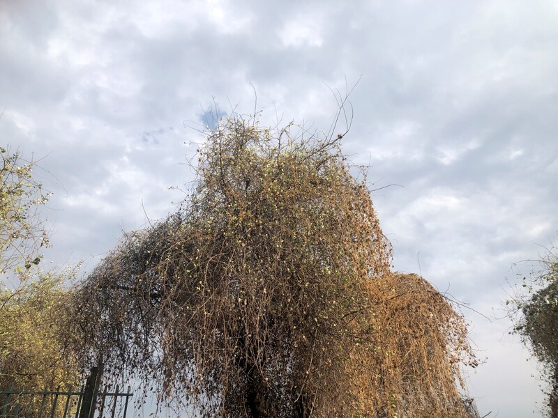 Weeping willow tree with golden-brown autumn foliage against a cloudy sky.