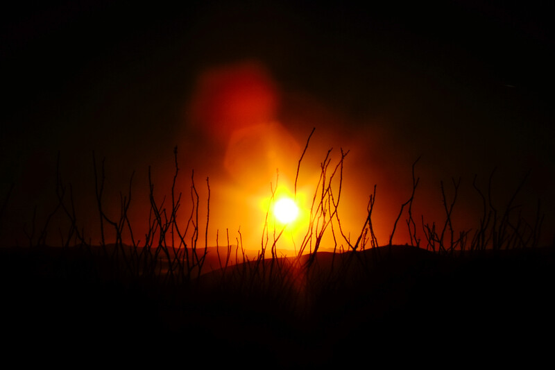 Silhouetted grass and reeds backlit by a large sun at sunset or sunrise.