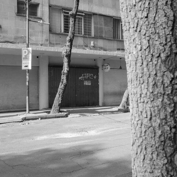 Tree trunk in sharp focus in foreground with blurred urban street and storefront behind it.