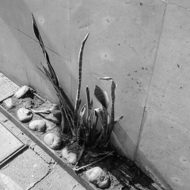 Dark plant shoots sprouting from soil along concrete wall edge in monochrome.