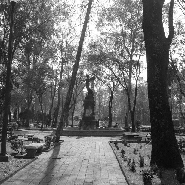 Tree-lined park pathway with monument in distance, shot in black and white.