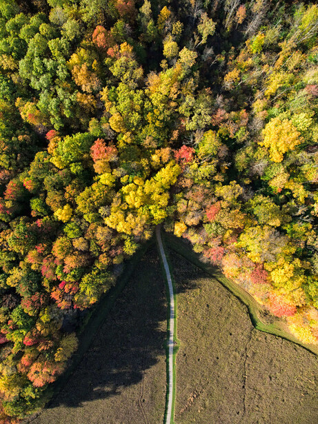 Aerial view of a narrow road cutting through a dense forest in autumn foliage with varied green and orange-tinted trees.