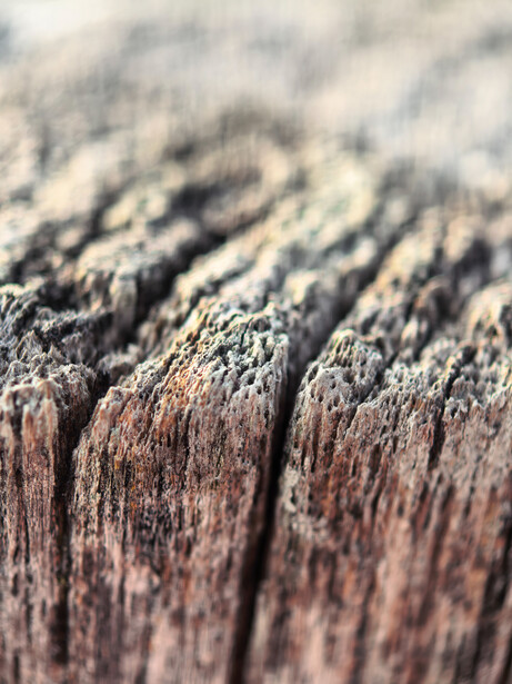 Close-up of weathered wooden fence posts with frost or lichen coating the surface.