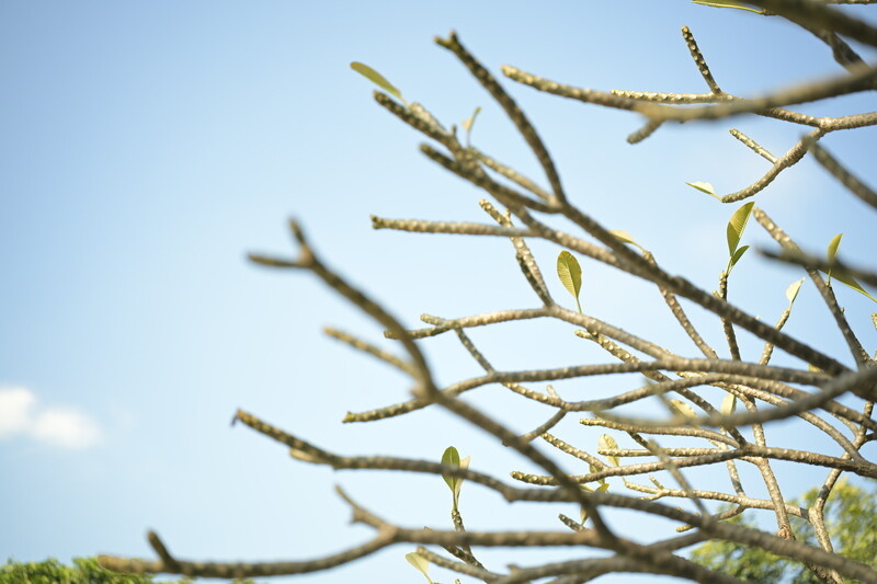 Tree branches with catkins against clear blue sky, shot from below with selective focus.