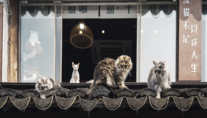 Five cats perched on a scalloped awning above a storefront window displaying hanging pendant light and Chinese signage.