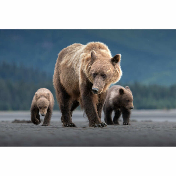 Brown bear mother walking on beach with two cubs following behind her.