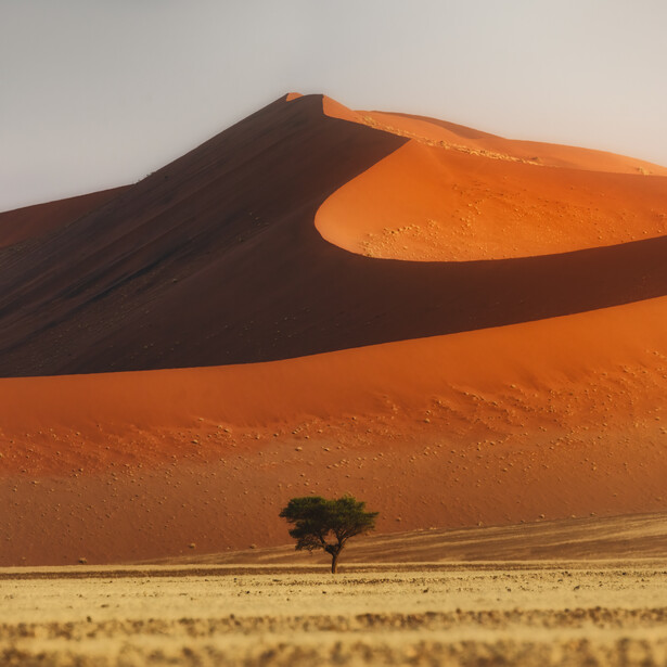 Lone tree standing in the desert 