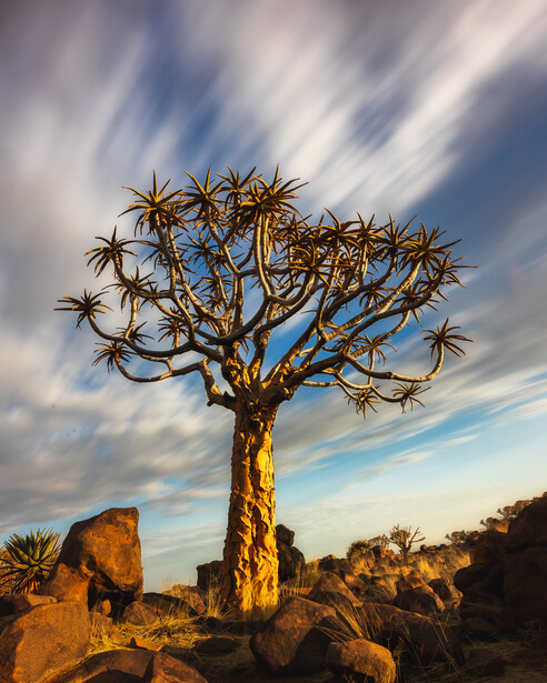 Long exposure of streaking clouds over a lone quiver tree in Namibia
