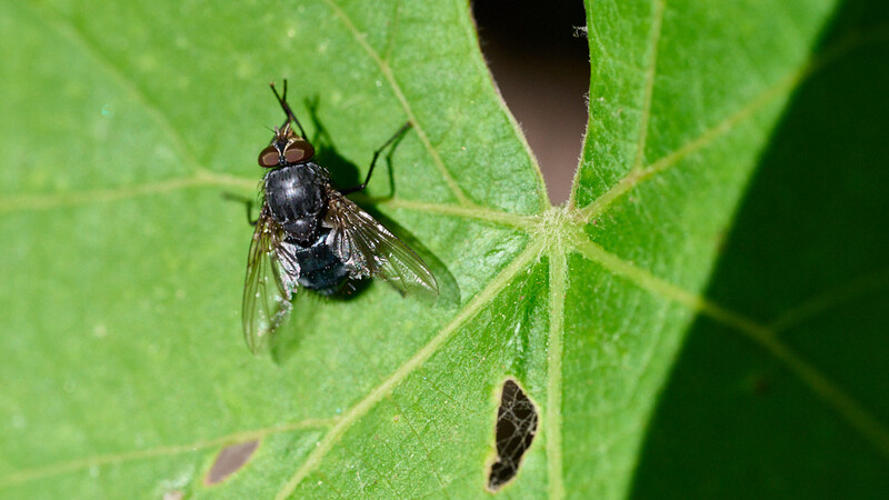 Black fly with translucent wings perched on a bright green leaf with visible veining.