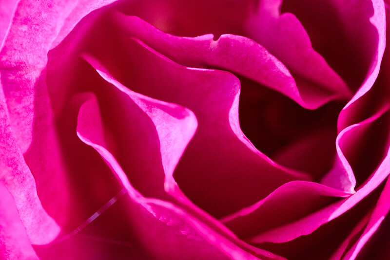 Vibrant magenta rose petals with dramatic shadows and highlights, shot in extreme close-up.