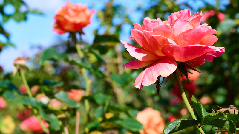 Pink and coral roses in full bloom with layered petals under bright sunlight. Depth of field technique used to emphasize foreground flower.