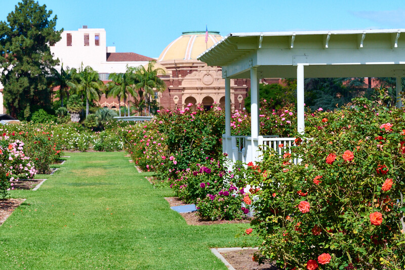 Rose garden with blooming pink and red roses lining a manicured lawn, colonial buildings visible in background.