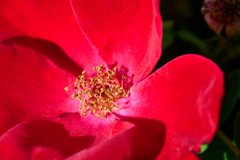 Vibrant red rose bloom with golden stamens and delicate petals lit by natural sunlight.