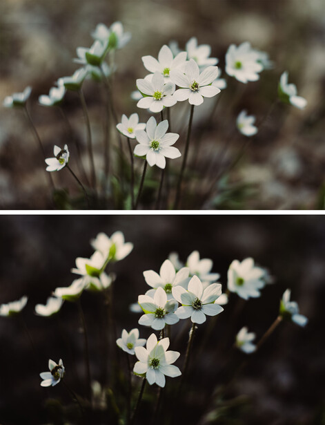 Delicate white flowers with yellow centers clustered on thin green stems against a dark, blurred background.