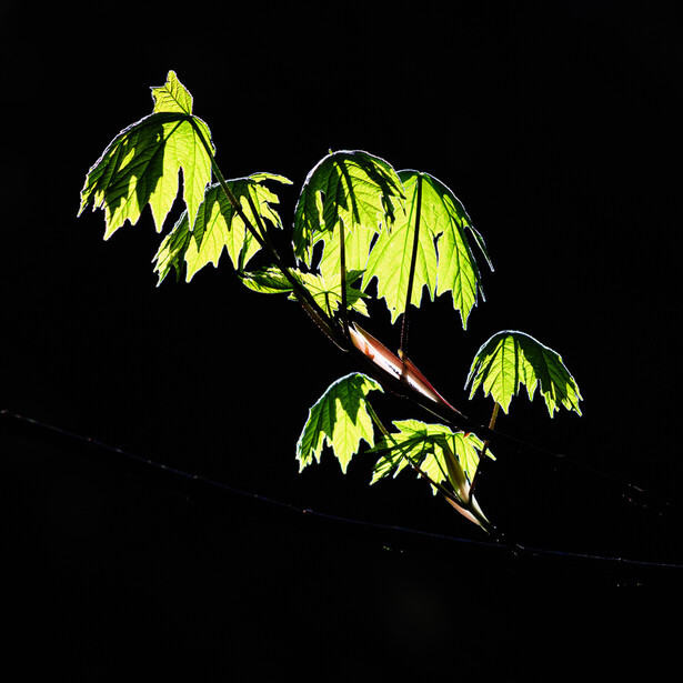 Backlit green maple leaves