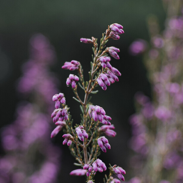 Tall spike of small purple flowers in sharp focus with blurred purple blooms in the background.