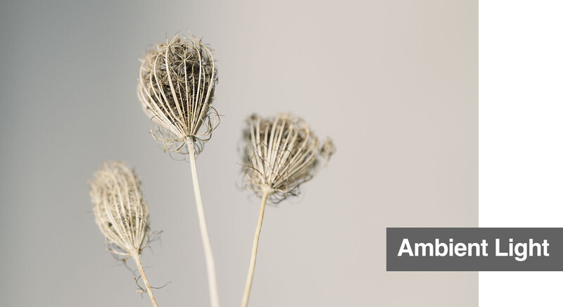 Three dried seed pods with delicate skeletal structures backlit against a neutral gray background.