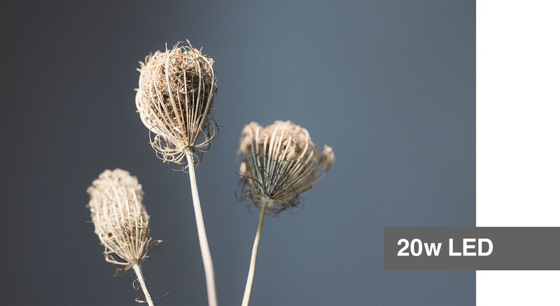 Three dried seed heads with delicate branching structures backlit against a gray-blue gradient background.