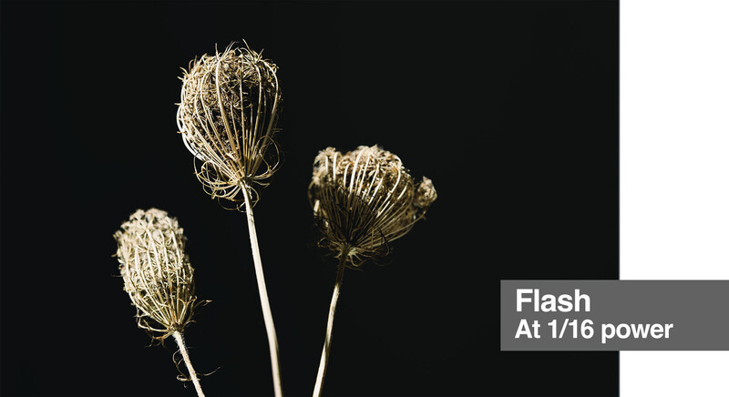 Three dried seed pods backlit against a black background with visible flash exposure information.