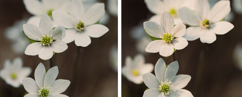 White flowers with yellow-green centers photographed in soft natural light against a dark blurred background.