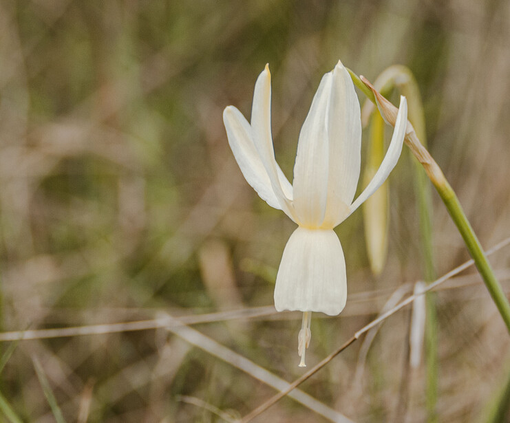 White tulip flower with elongated petals opening against a soft, blurred natural background.