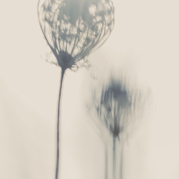 Two seed heads with delicate, lacy structures against a soft, neutral background with subtle shadows.