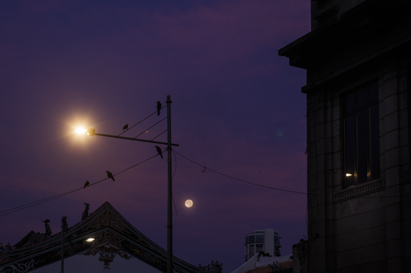 Twilight cityscape with street lamp, utility pole, perched birds, and traditional architecture silhouetted against purple dusk sky
