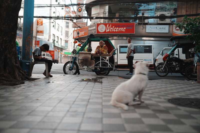 White dog sitting on patterned pavement in busy urban street market scene