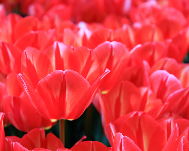 Close-up photo of red springtime flowers