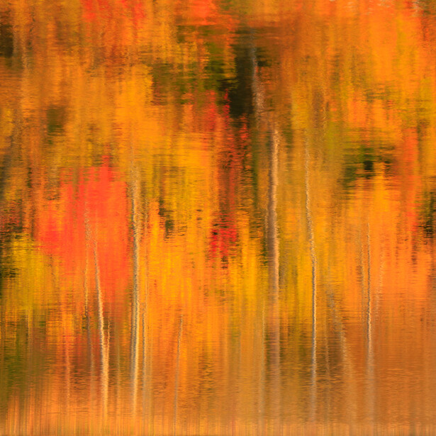 Abstract photo of autumnal trees