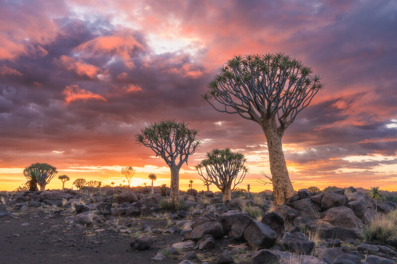 Sunrise in a Quiver Tree Forest of Namibia