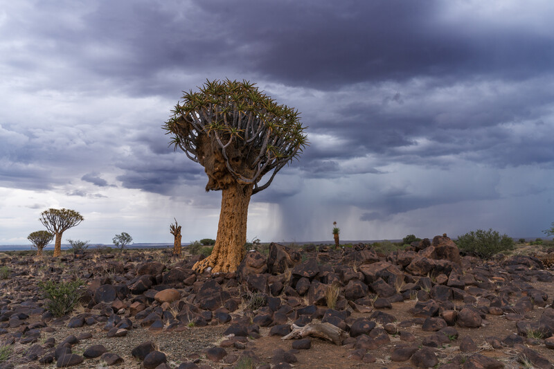 A Quiver Tree in stormy conditions. Namibia