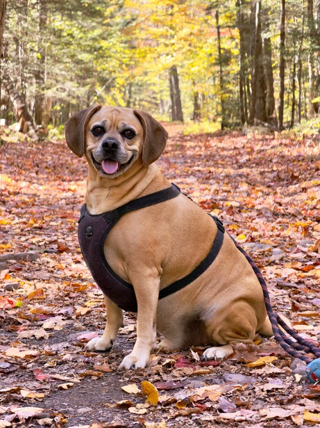 Brown and white dog wearing black harness sits on autumn leaf-covered ground in forest