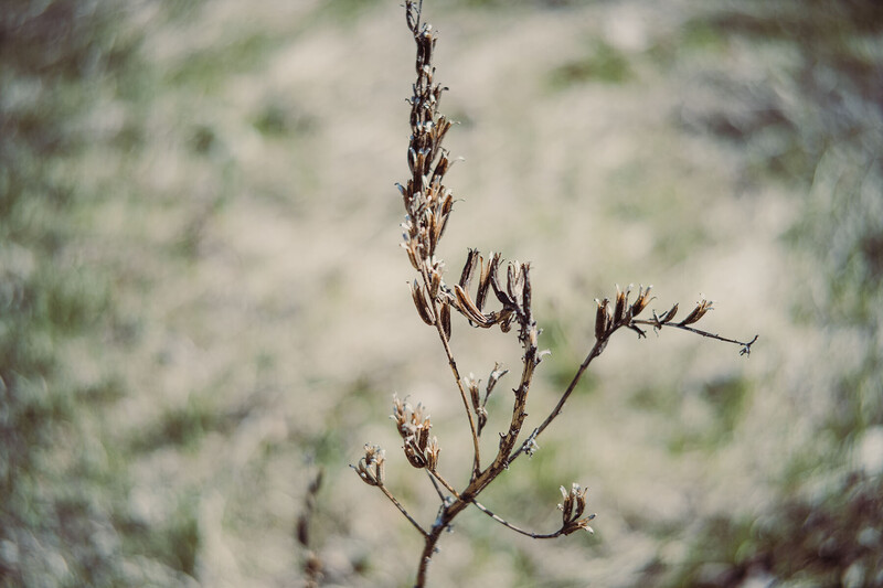 Dried wildflower seedpods with branching stems against soft bokeh background