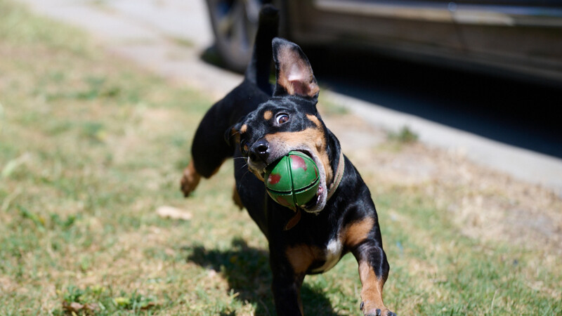 Black and tan dog carrying green ball in mouth while running toward camera