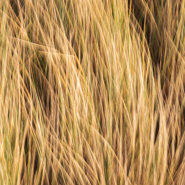 Close-up of dried wheat or grain stalks with warm golden and brown tones