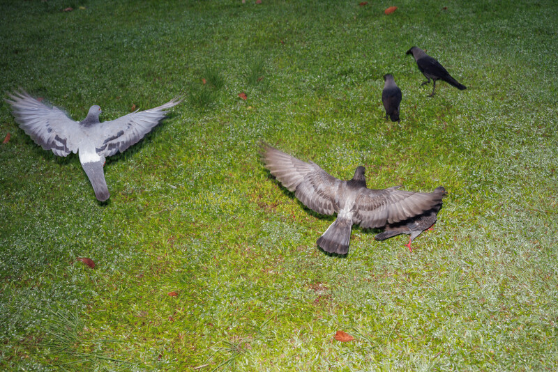 Four pigeons on moss-covered ground, captured from above in natural daylight