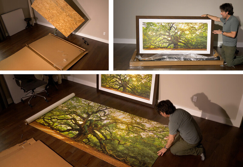 Large-format fine art print of a sunlit forest canopy being unboxed and installed on a gallery wall