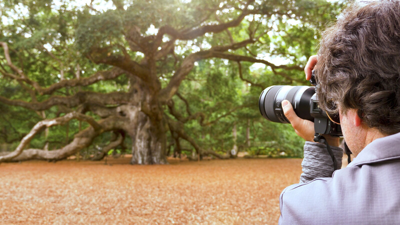 Photographer with telephoto lens capturing an ancient, sprawling oak tree in natural daylight